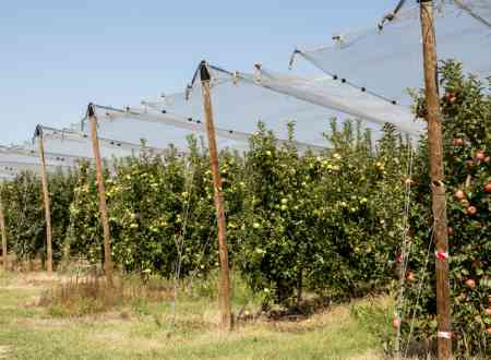 Redes contra el granizo para producción de fruta ecológica - FRUTAS VILLA PEPITA Redes contra el granizo para producción de fruta ecológica - FRUTAS VILLA PEPITA