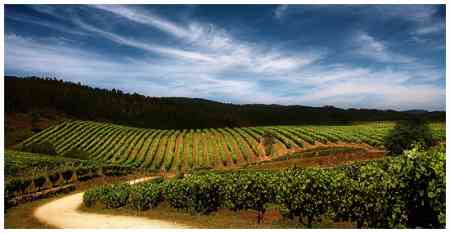 Energía solar para dos bodegas de Galicia - VAGALUME ENERGÍA Energía solar para dos bodegas de Galicia - VAGALUME ENERGÍA